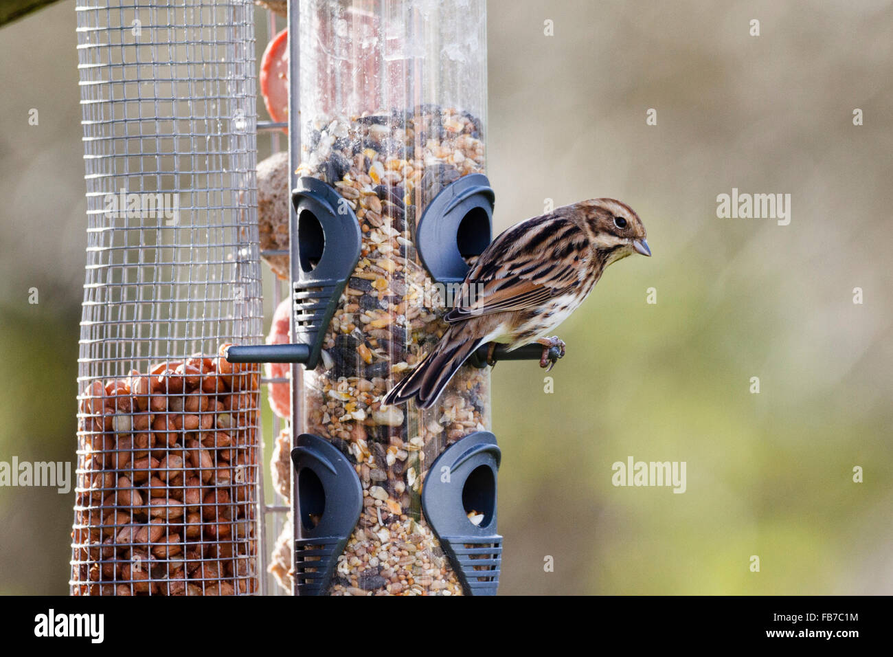 Female Reed bunting (Emberiza schoeniclus) perched on a bird feeder in East Sussex,England, UK Stock Photo