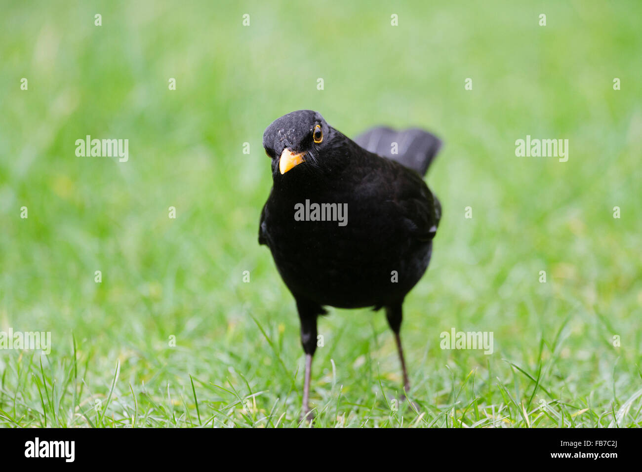 Male Blackbird (Turdus merula) on a grass lawn, East Sussex, England, UK Stock Photo