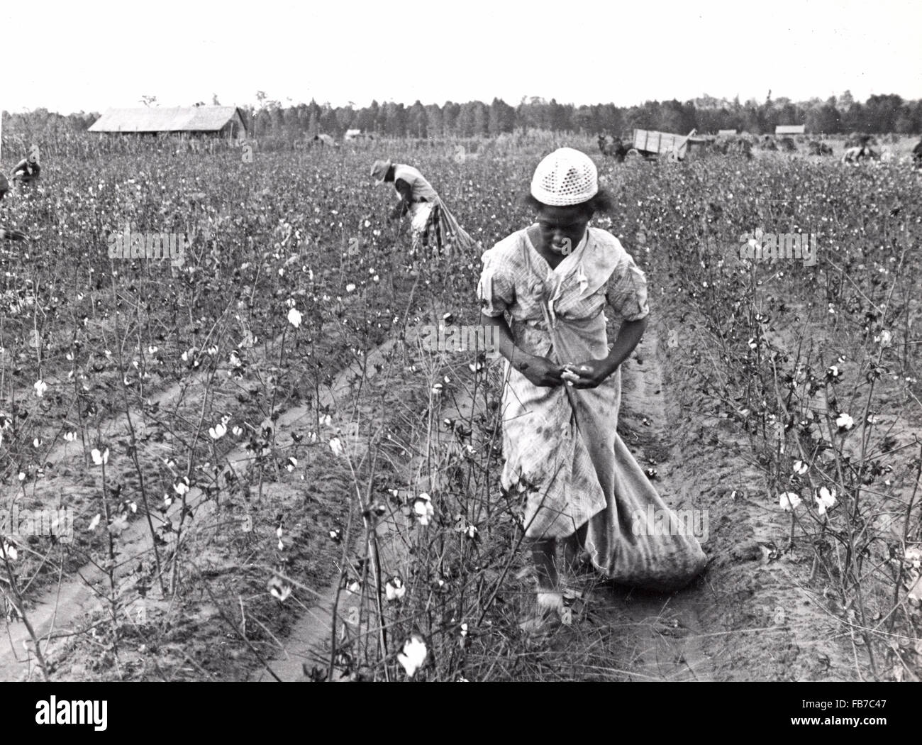 Cotton pickers, cotton picking, America Stock Photo