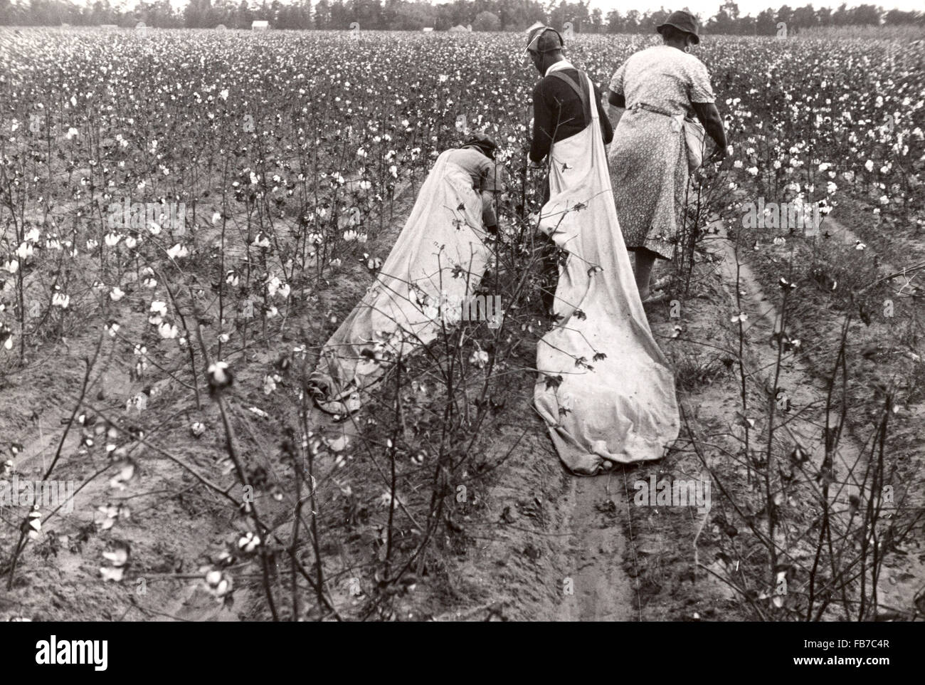 Cotton pickers, cotton picking, America Stock Photo