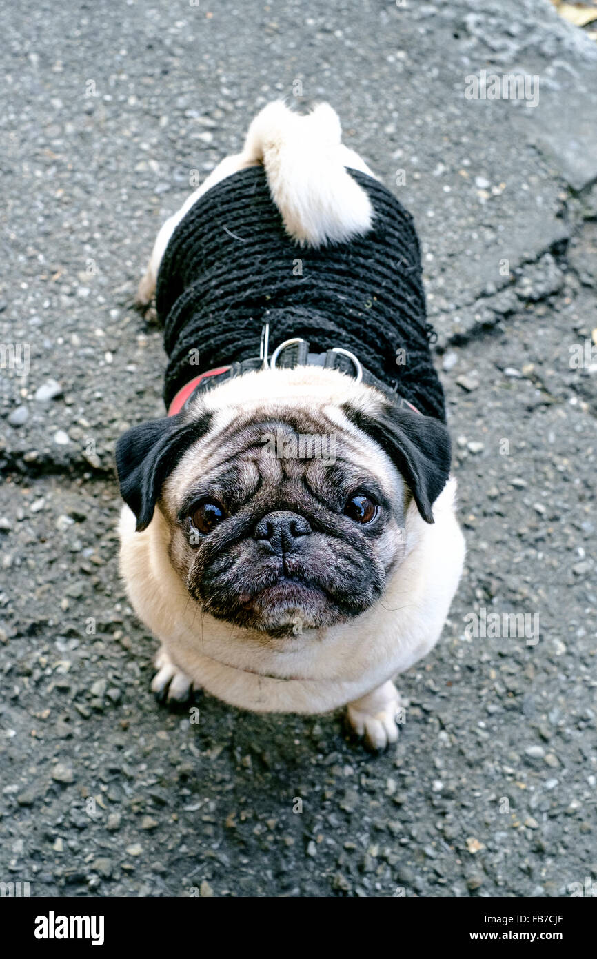 funny little dog is standing on the street and looks at the camera Stock Photo