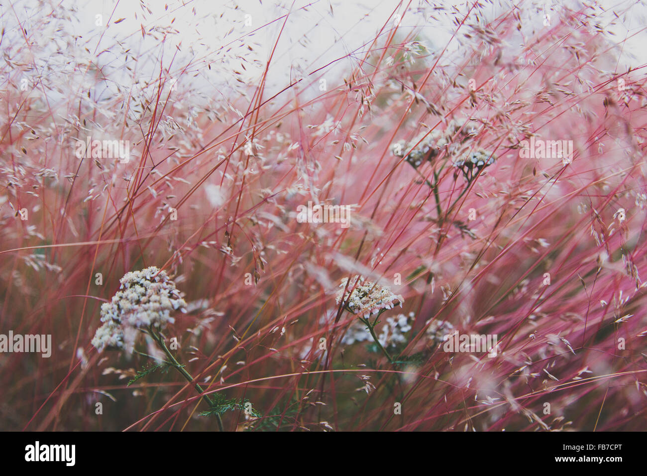 Close up color flowers growing hi-res stock photography and images - Alamy