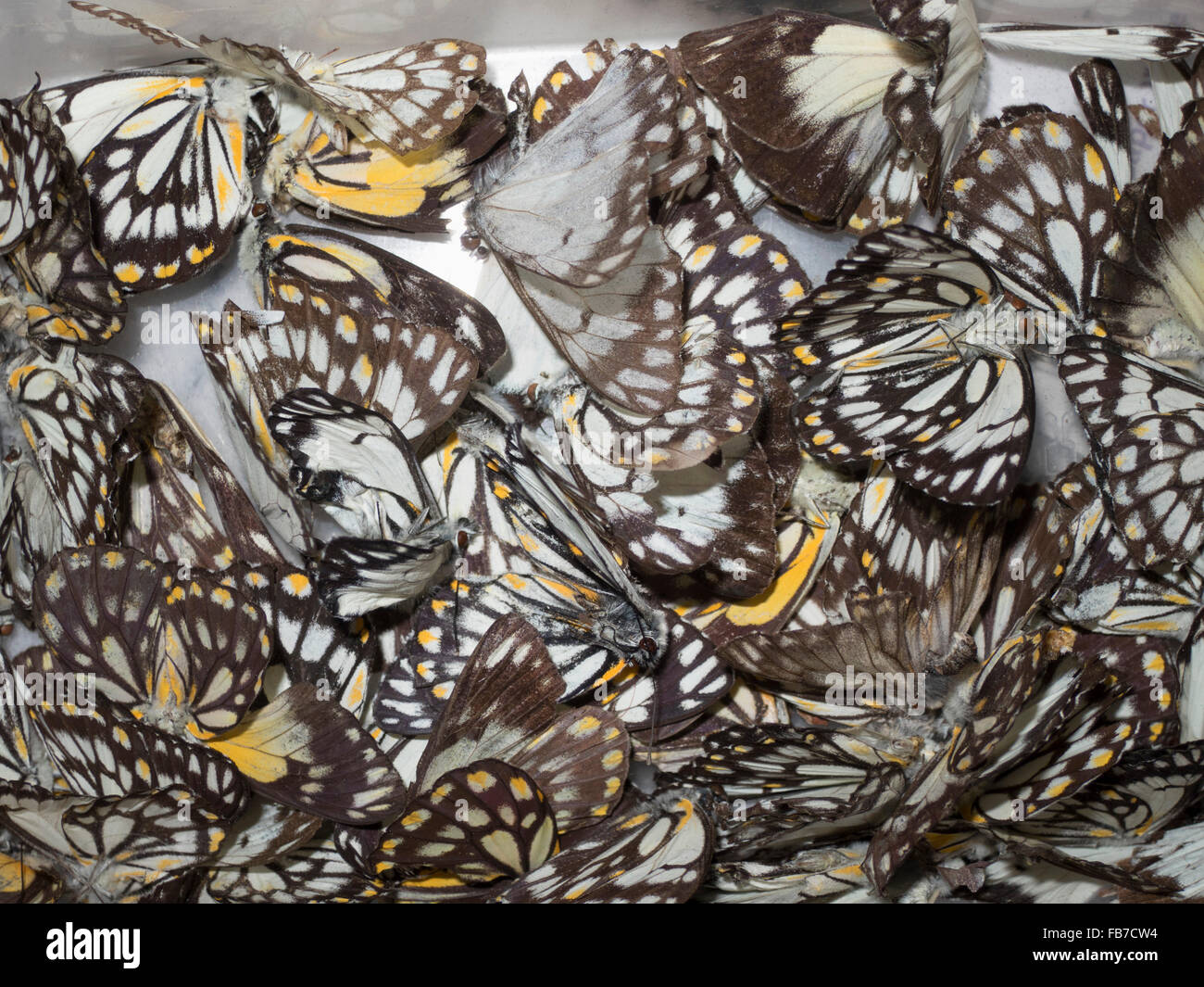 High angle view of dead butterflies Stock Photo Alamy