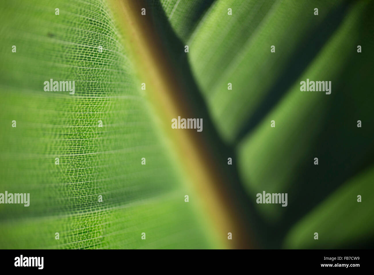 Focus photography of green leaf hi-res stock photography and images - Alamy