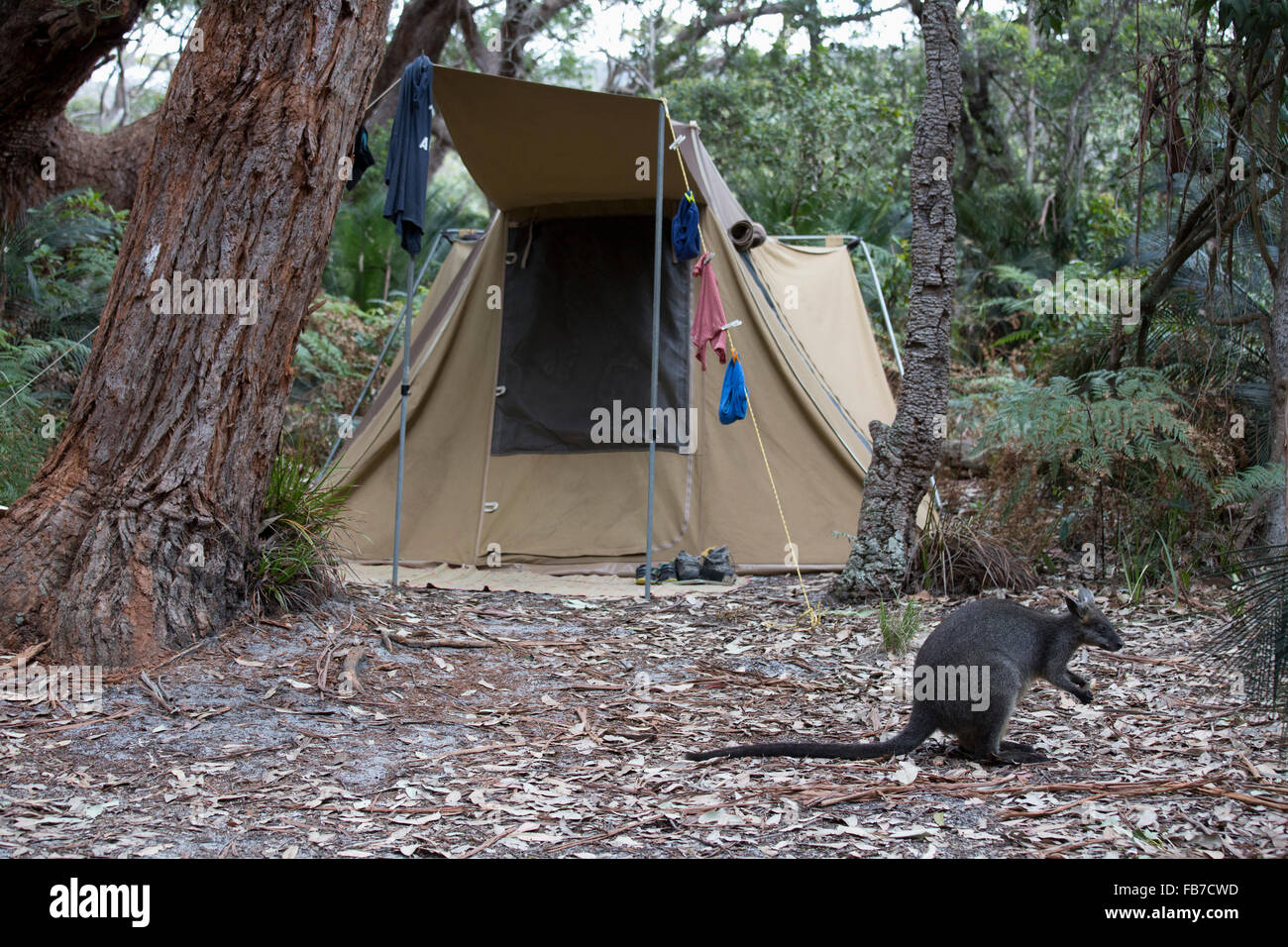 Wallaby in front of tent at national park Stock Photo