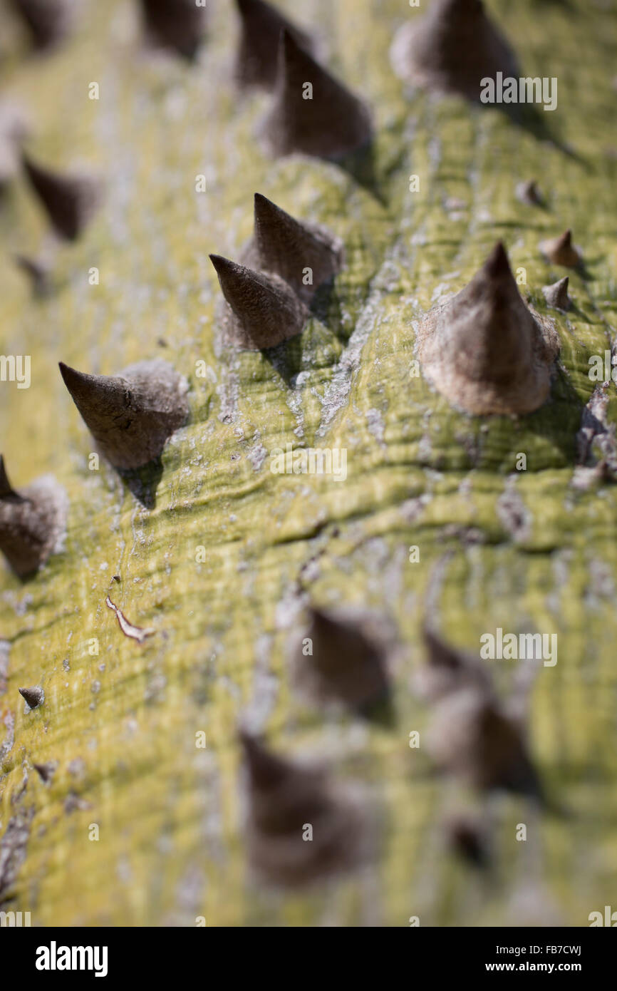 Close-up of thorns on tree trunk Stock Photo