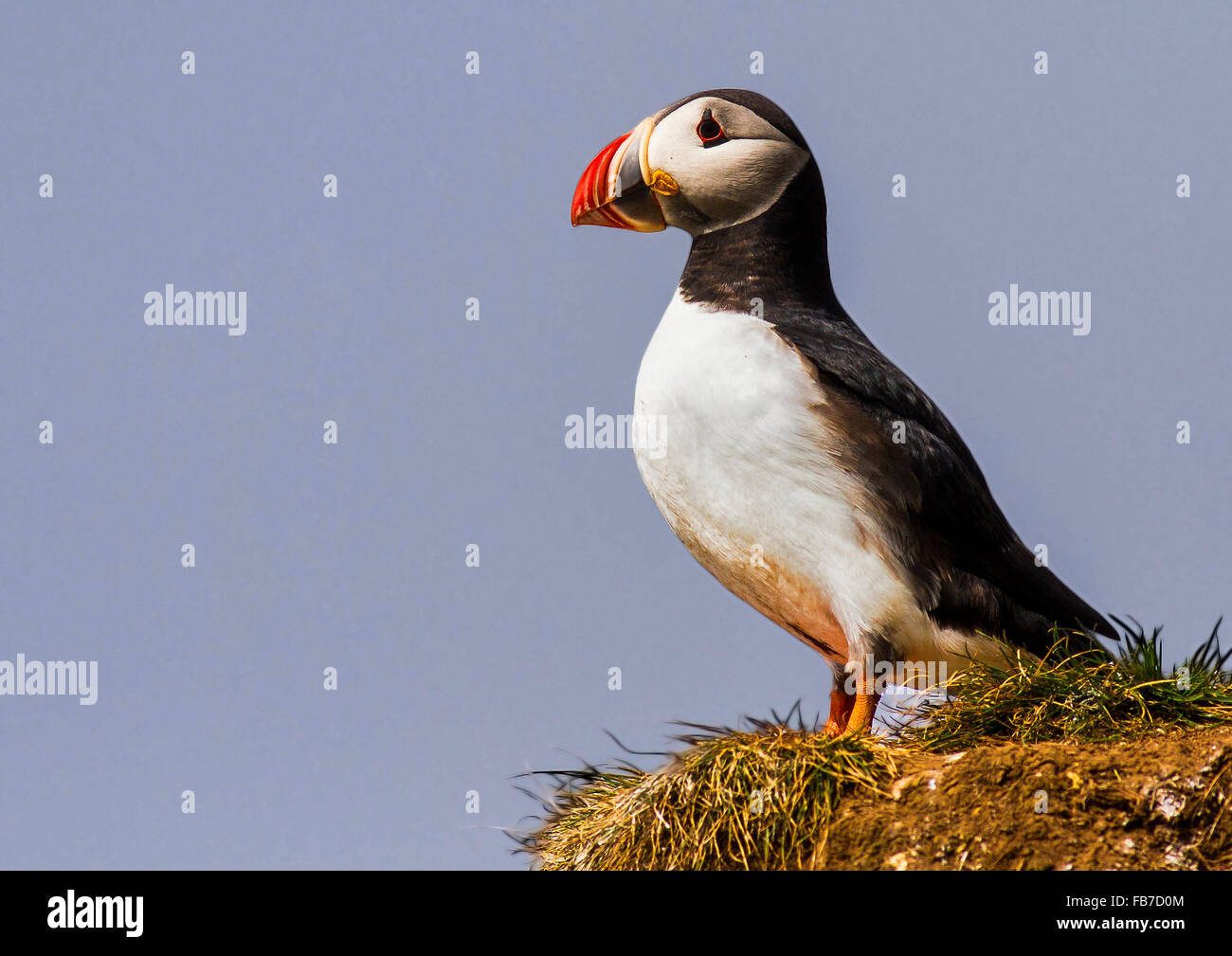 Puffin on Cliff Stock Photo