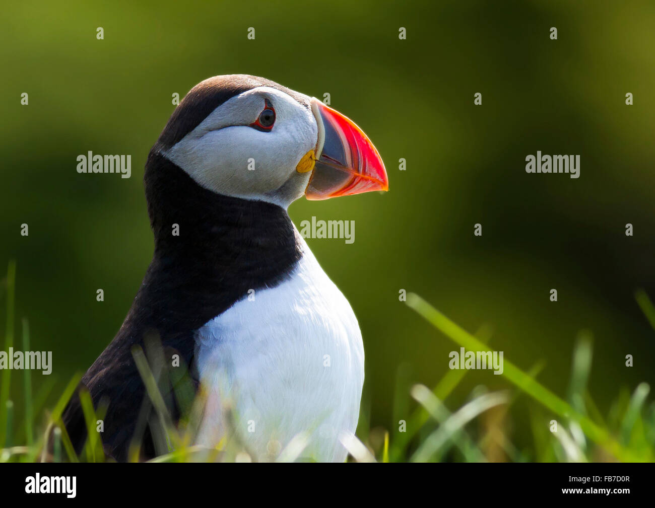 Puffin on Cliff Stock Photo