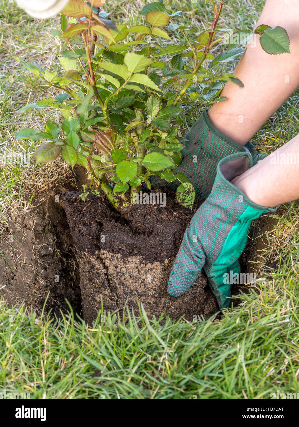 Female gardener planting rose shrub in the dug hole in her backyard garden Stock Photo
