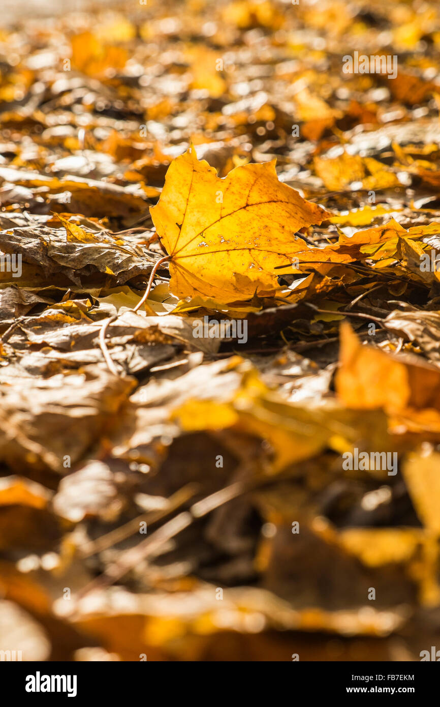 Full frame shot of autumn leaves Stock Photo