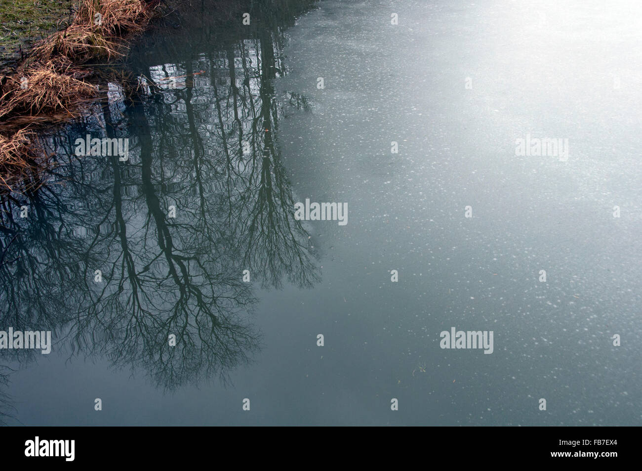 freezing icy pond with tree reflections Stock Photo