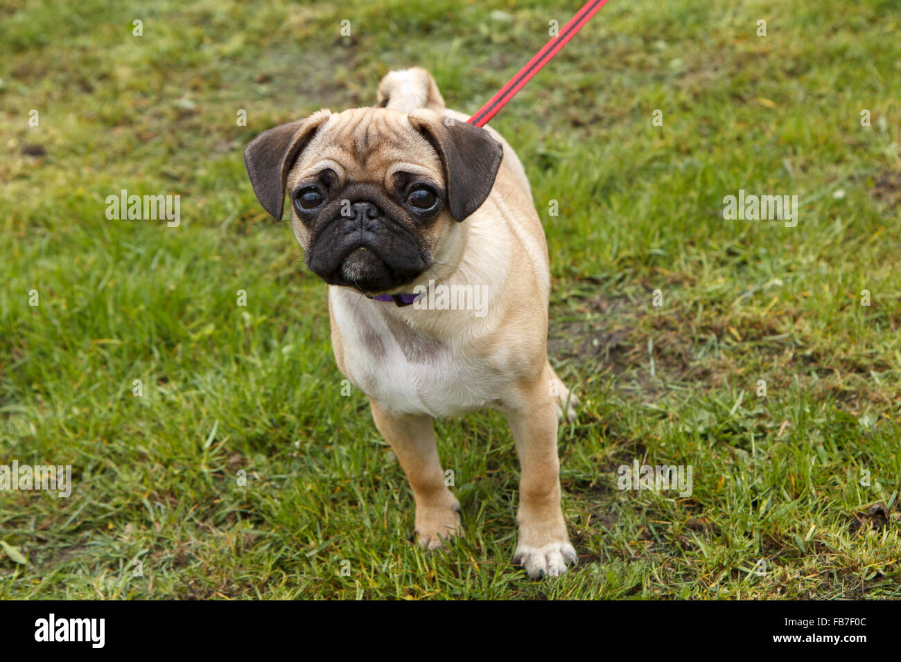 young pug walking Stock Photo Alamy