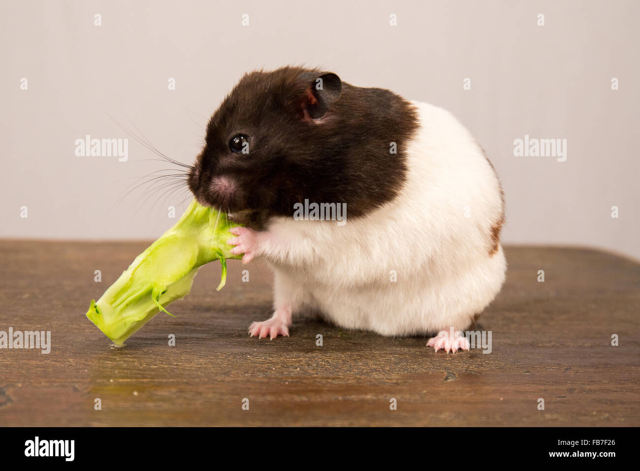 black and white syrian hamster eating a broccoli stem Stock Photo Alamy