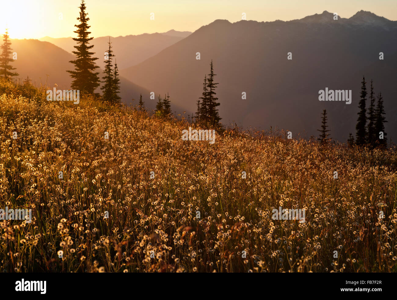 Wildflowers field sunset hi-res stock photography and images - Alamy