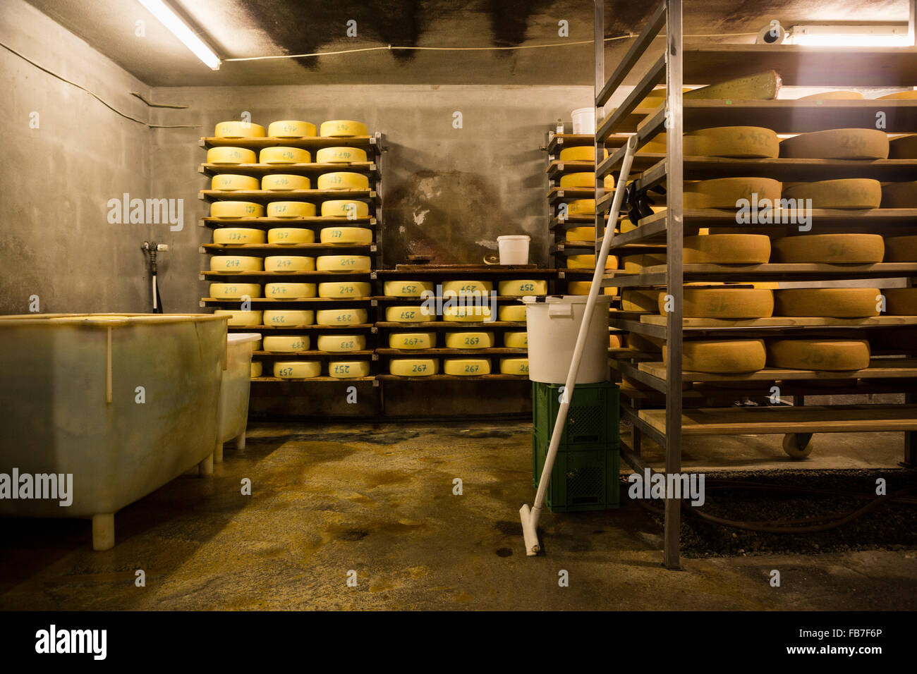 Interior of cheese factory Stock Photo Alamy