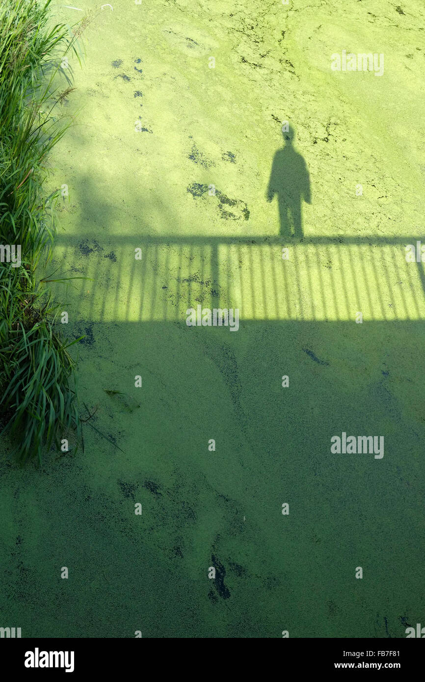 Shadow of person and railing on swamp Stock Photo