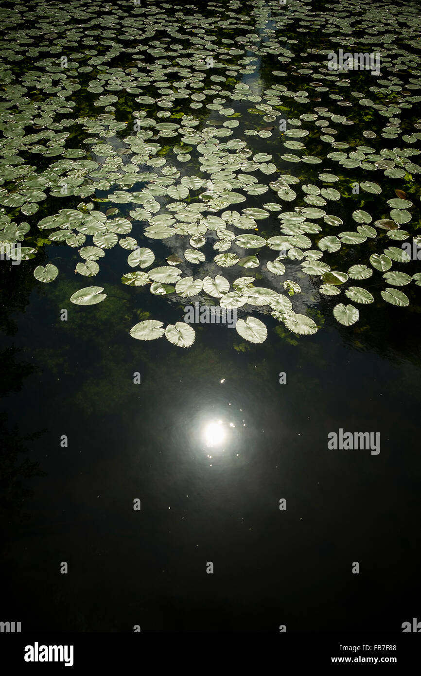 High angle view of lily pads floating on pond Stock Photo