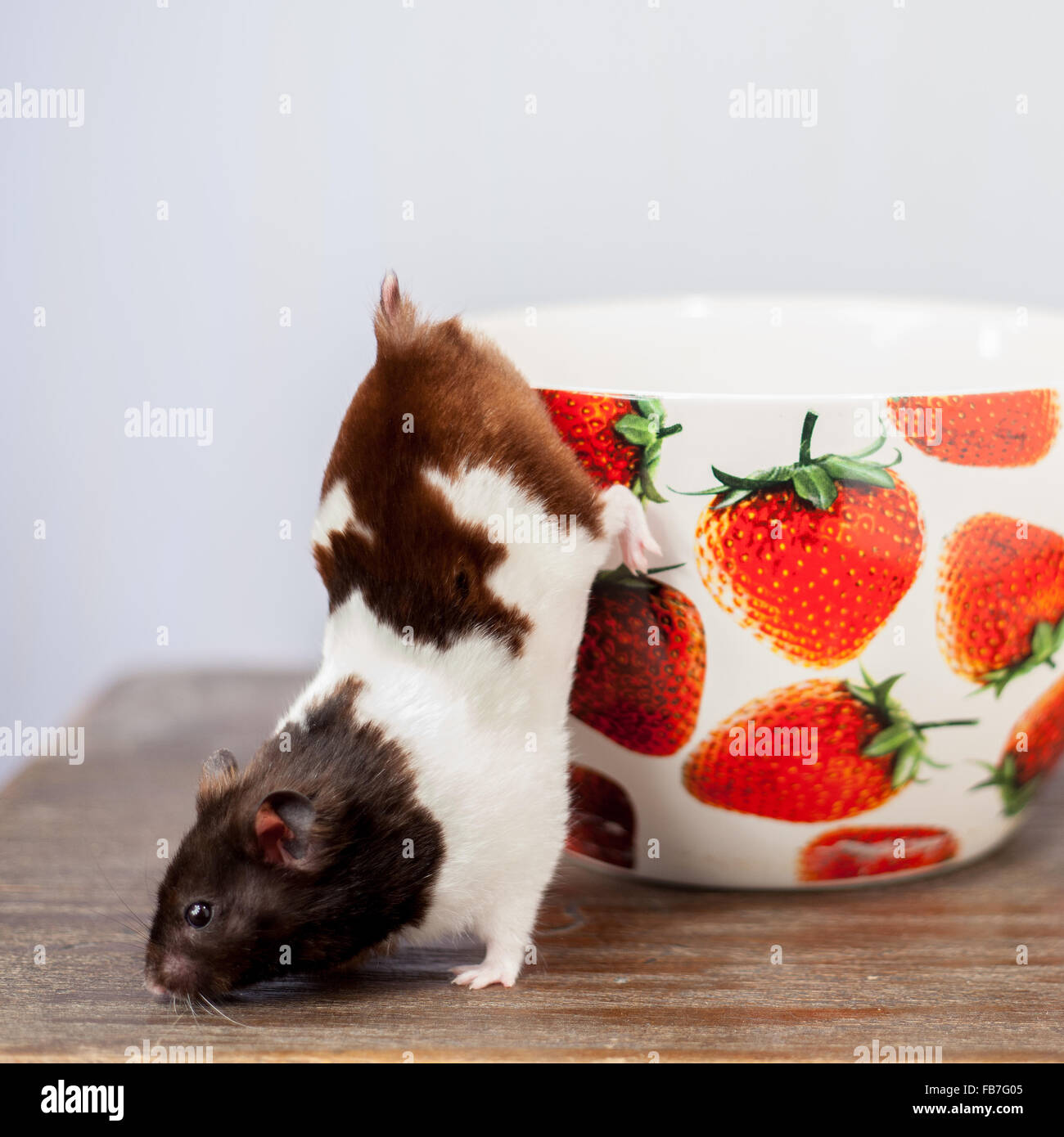 black and white syrian hamster climbing out of a strawberry patterned giant tea cup Stock Photo