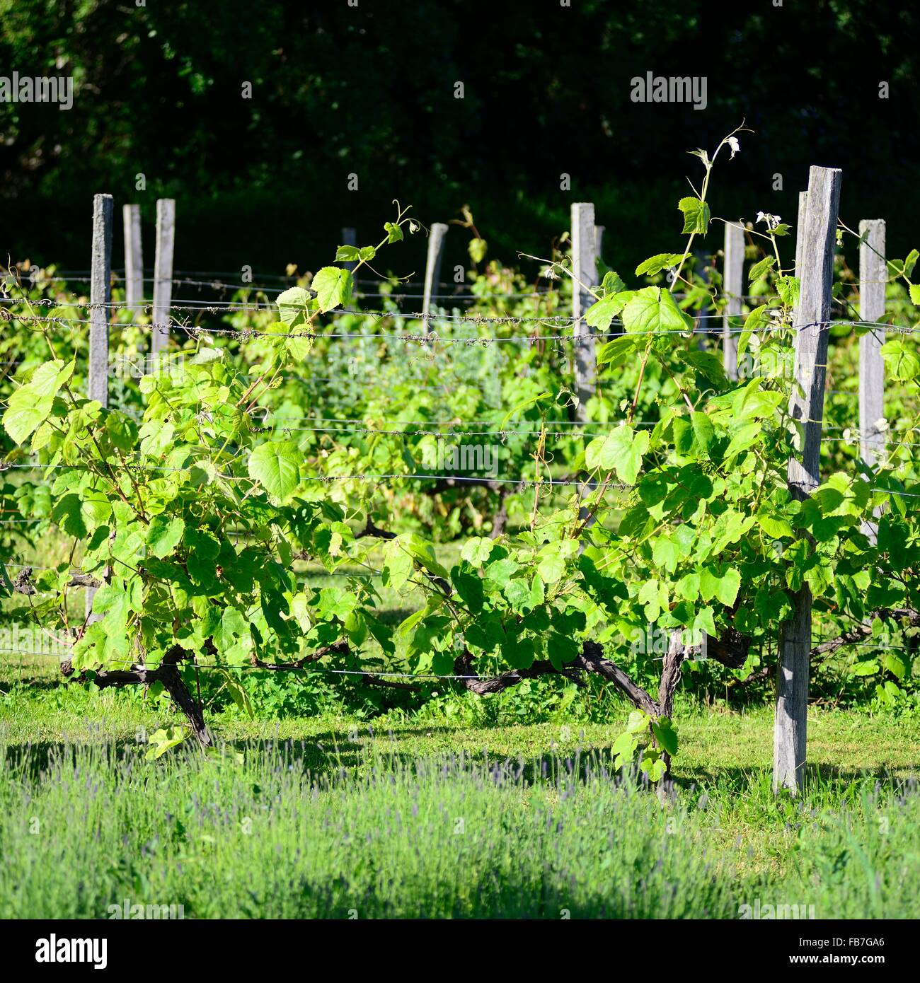 Vineyards italian vineyards hires stock photography and images Alamy