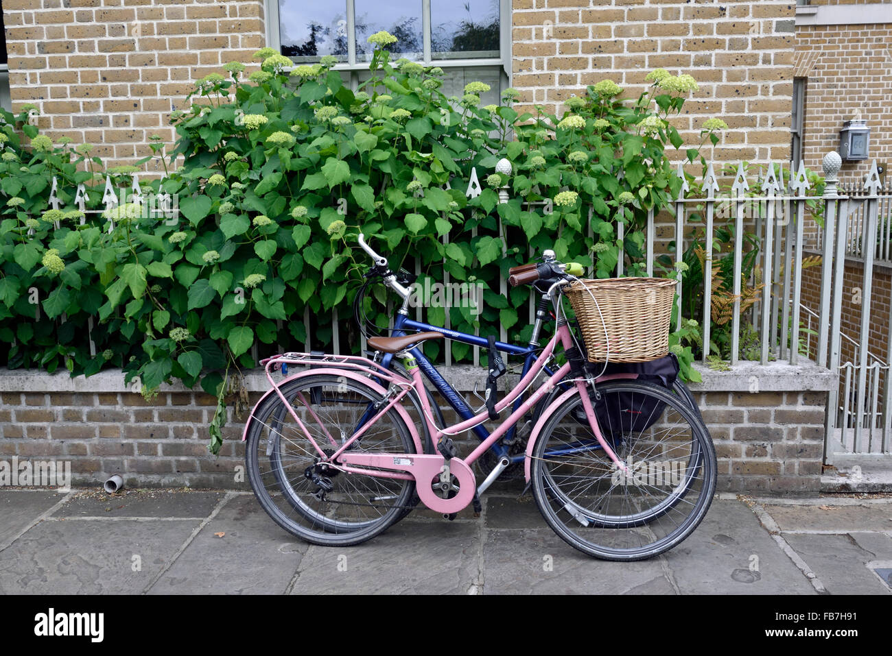 Bicycles in front of garden wall including ladies pink bike with large wicker basket, Edwardes Square Kinsington and Chelsea Lon Stock Photo