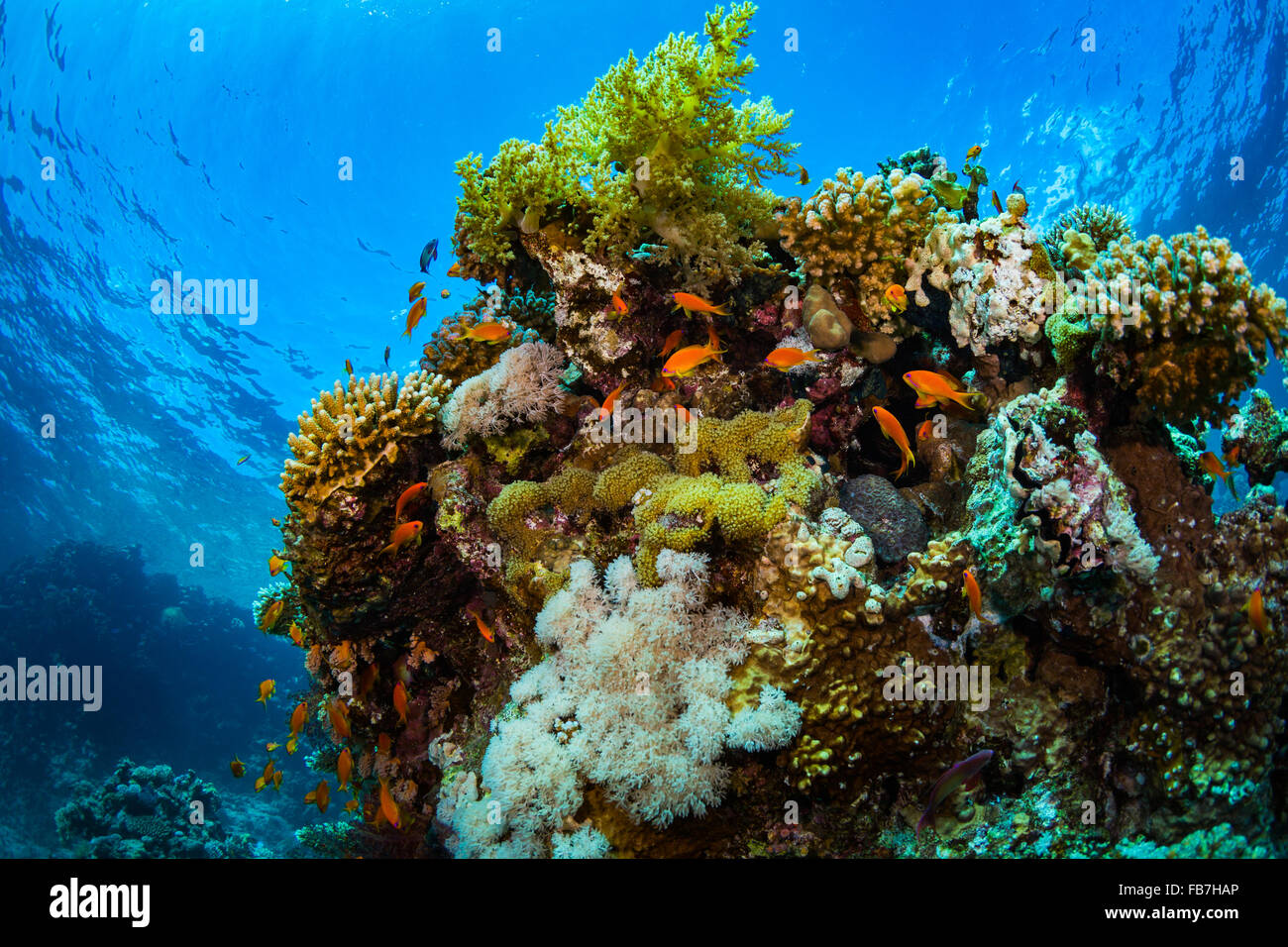 Coral Reef of Red Sea Stock Photo