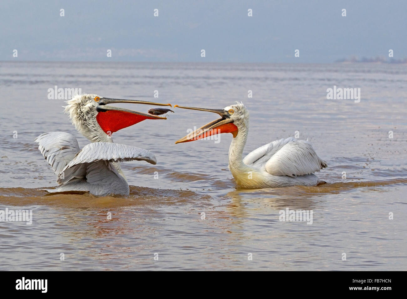 Dalmatian pelicans fighting over fish Stock Photo