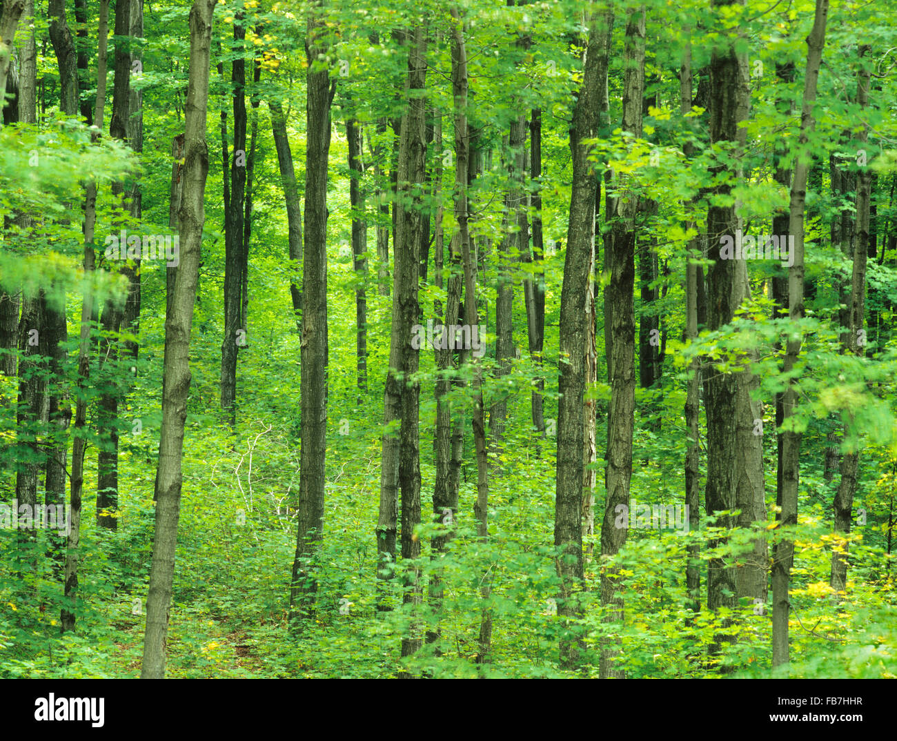 North America, Canada, Ontario, 'Niagara Escarpment' part of 4 seasons Stock Photo