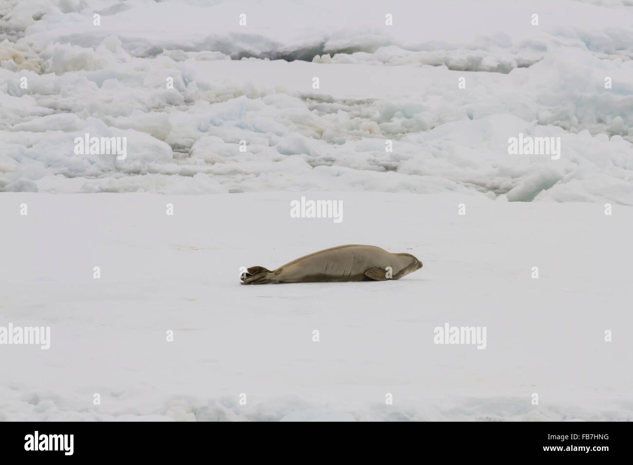 Crab eater seal resting on ice float in Antarctica. Stock Photo