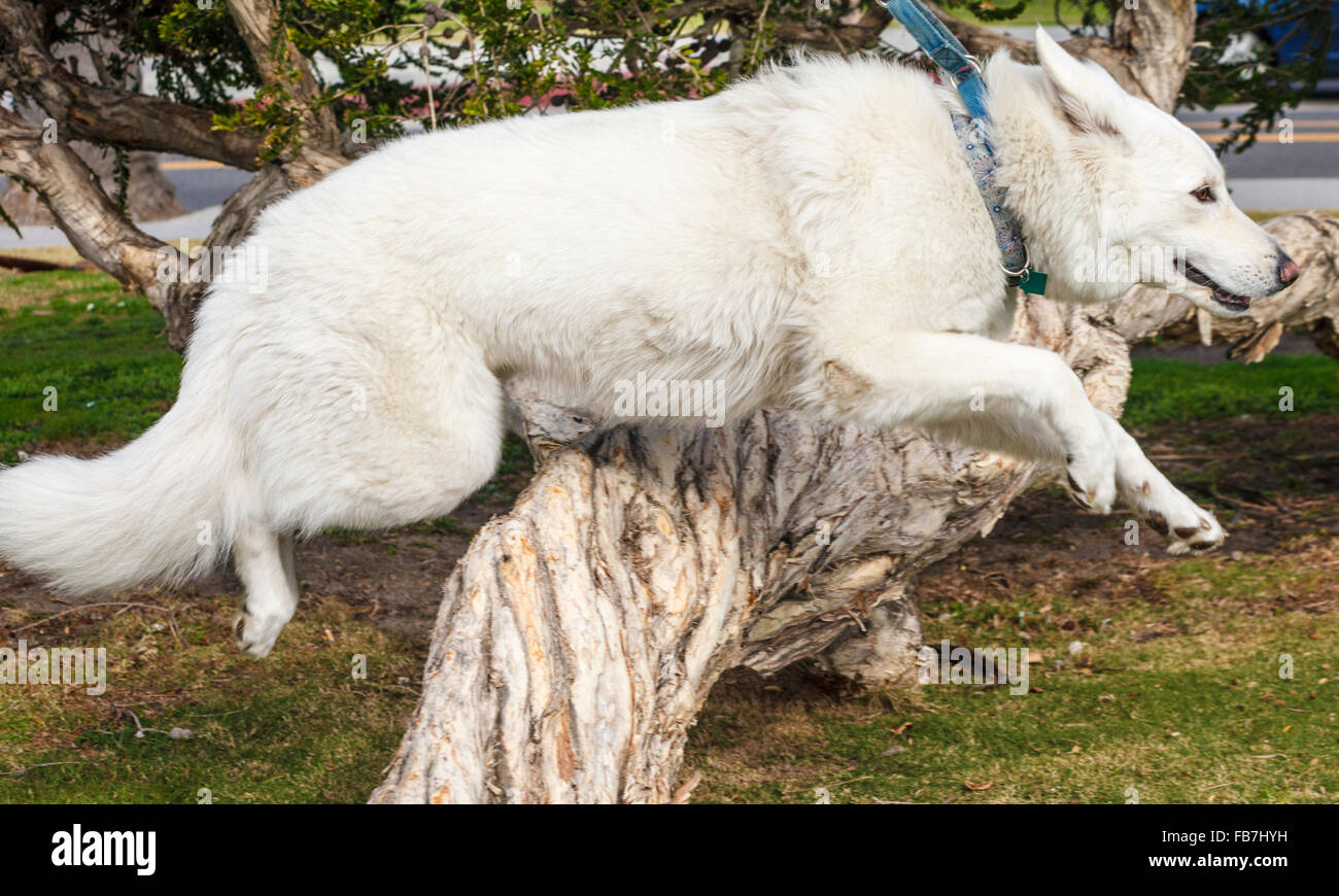White German Shepherd appears to smile as she jumps Stock Photo