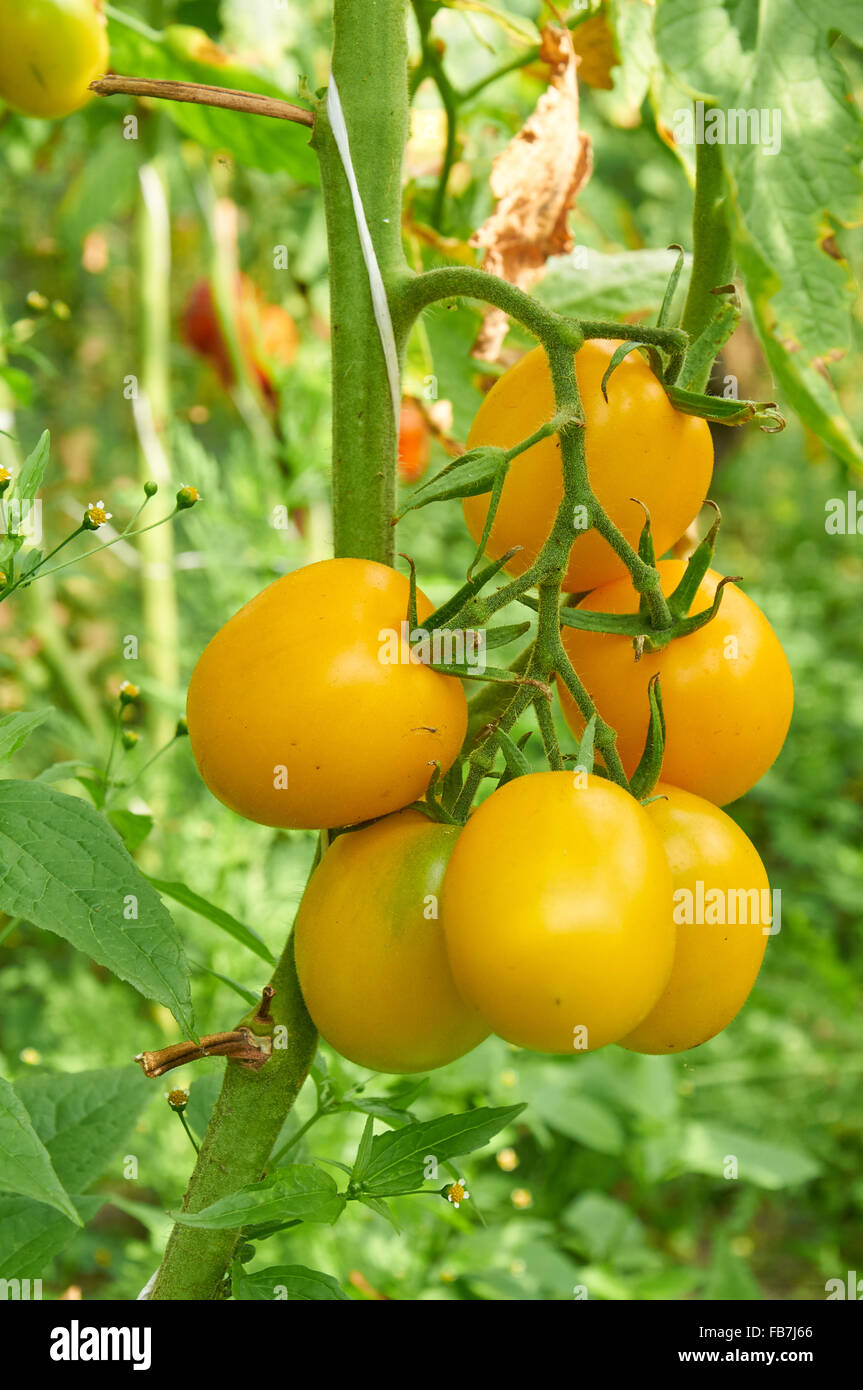 Growing branch of yellow tomato on vegetable garden Stock Photo
