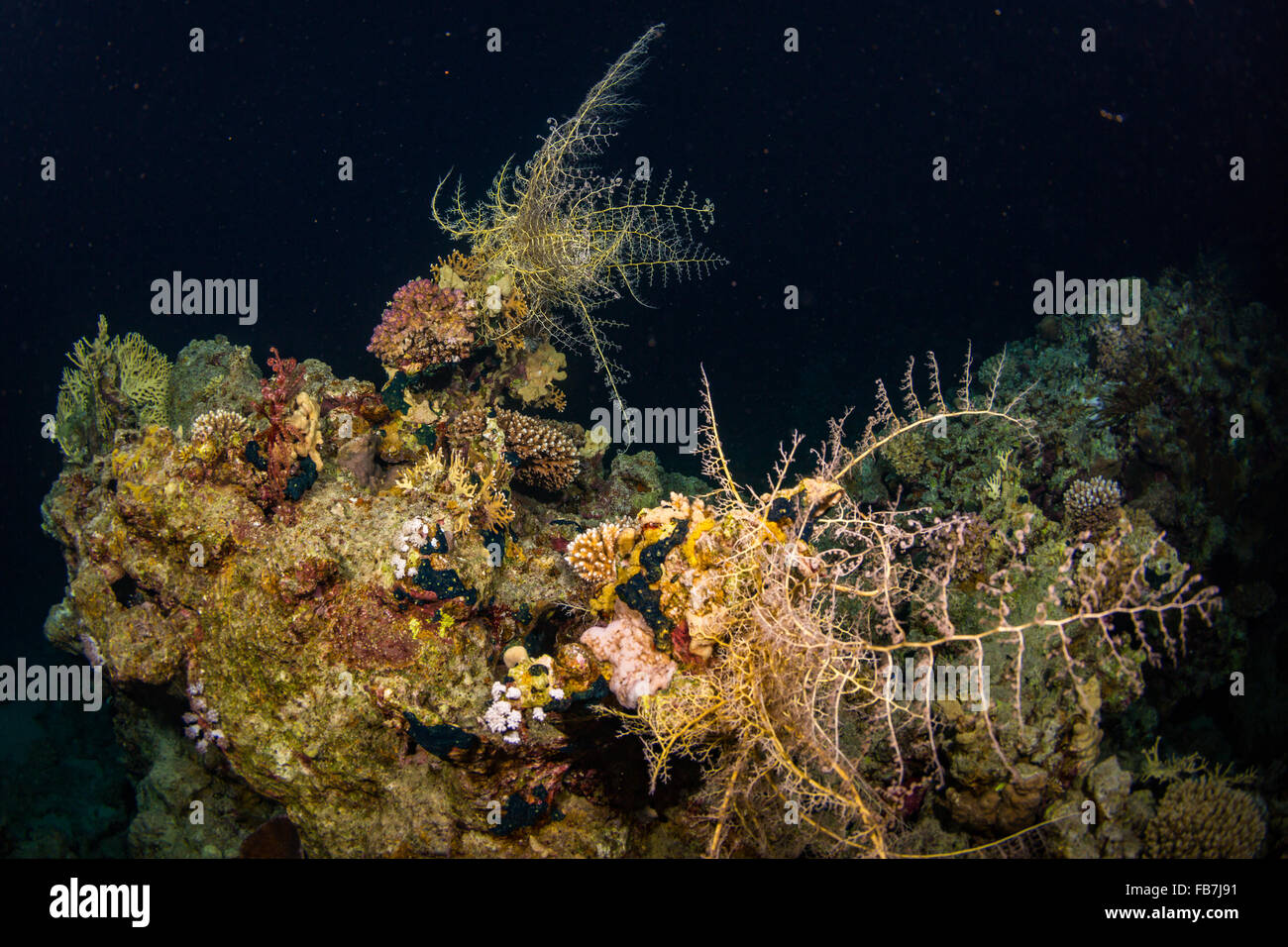 Picture of Coral Reef of Red Sea Stock Photo - Alamy