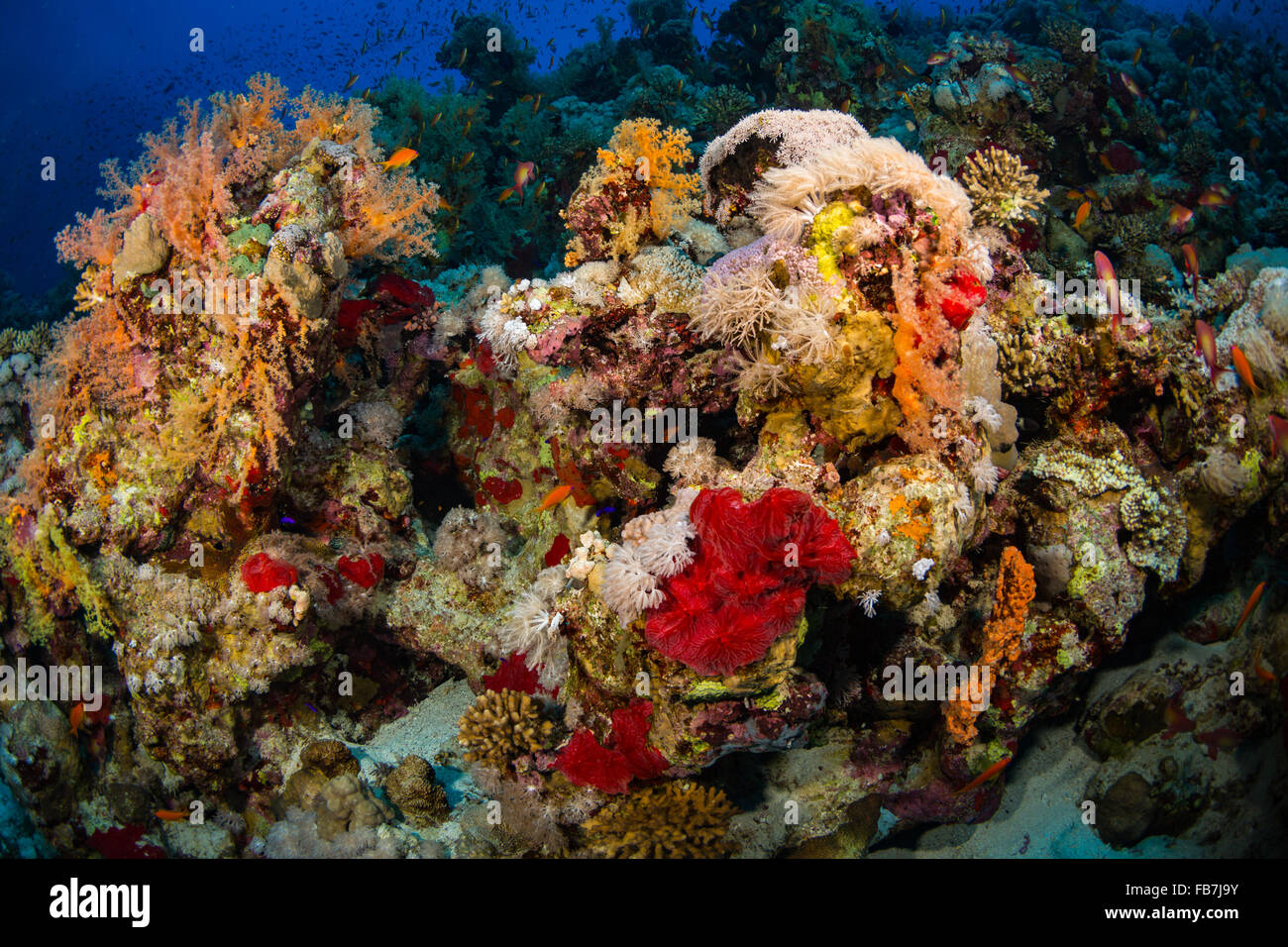 Coral Reef of Red Sea Stock Photo