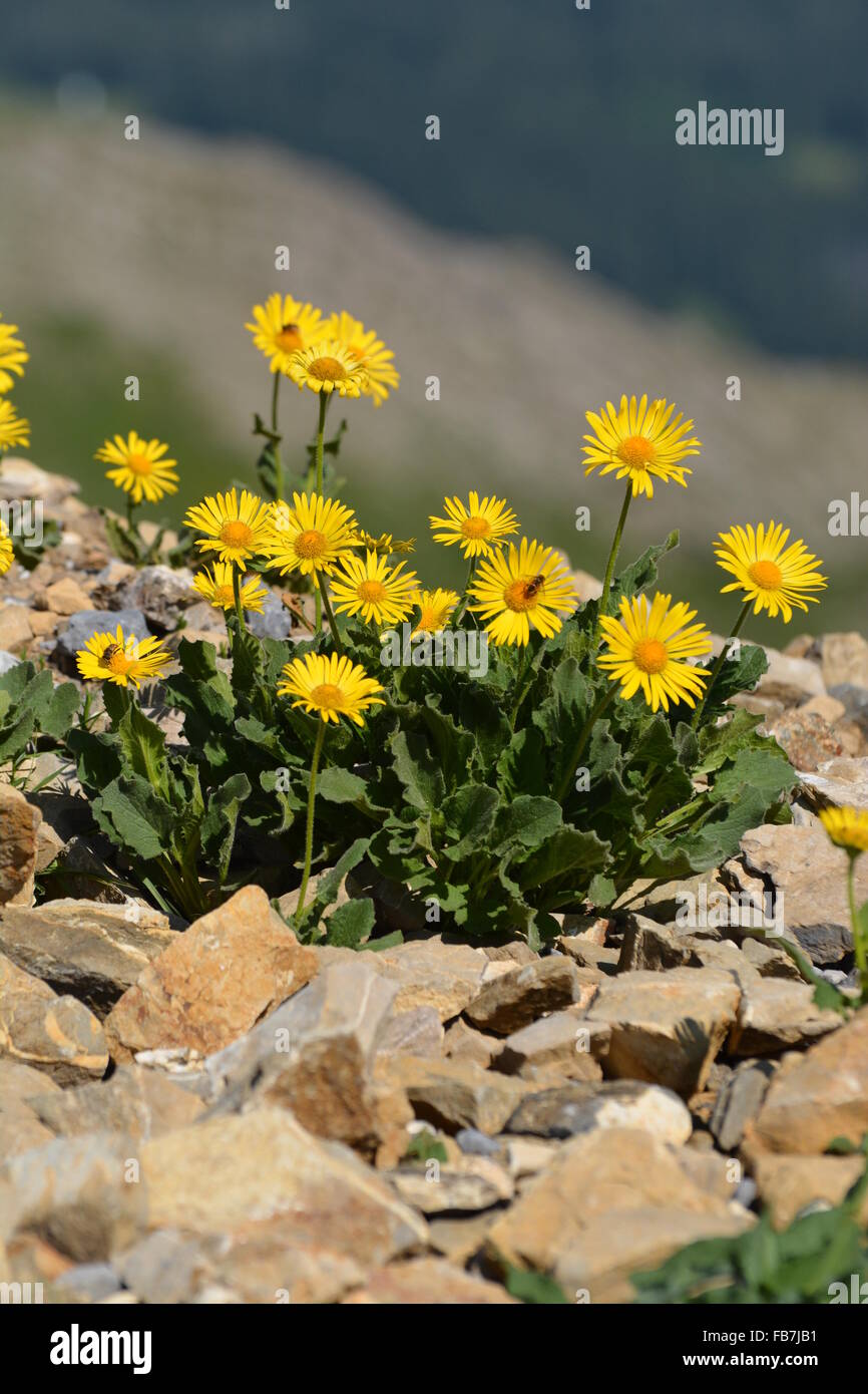 Arnica montana (doronicum grandiflorum) found in the Swiss alps. Stock Photo