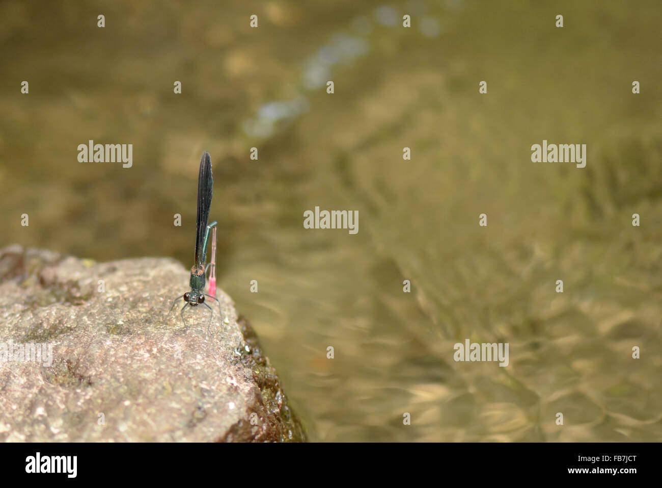 A black and red Dragonfly resting on a rock in the river Stock Photo ...