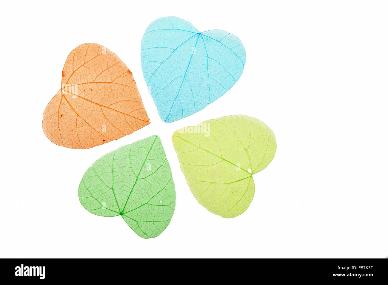 Group of four heart shaped dried skeleton leaves, green, blue and yellow, decoration isolated on white background Stock Photo