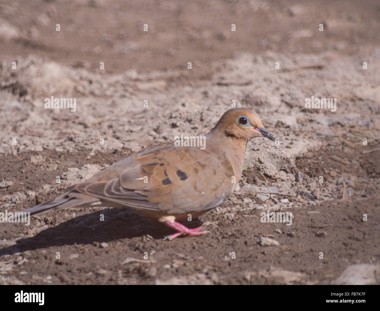 Mourning Dove on ground Stock Photo