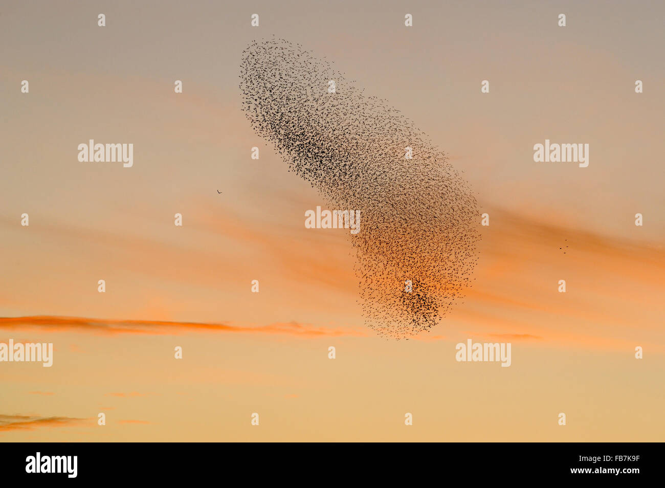 Starling flock (Sturnus vulgaris) at sunset, with Marsh Harrier (Circus aeruginosus) flying beside the flock. Stock Photo