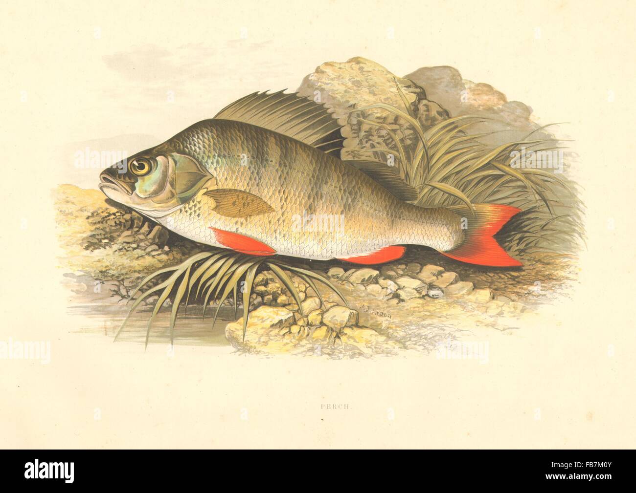 FRESHWATER FISH: Perch (Perca fluviatilis) - Houghton / Lydon, old print 1879 Stock Photo