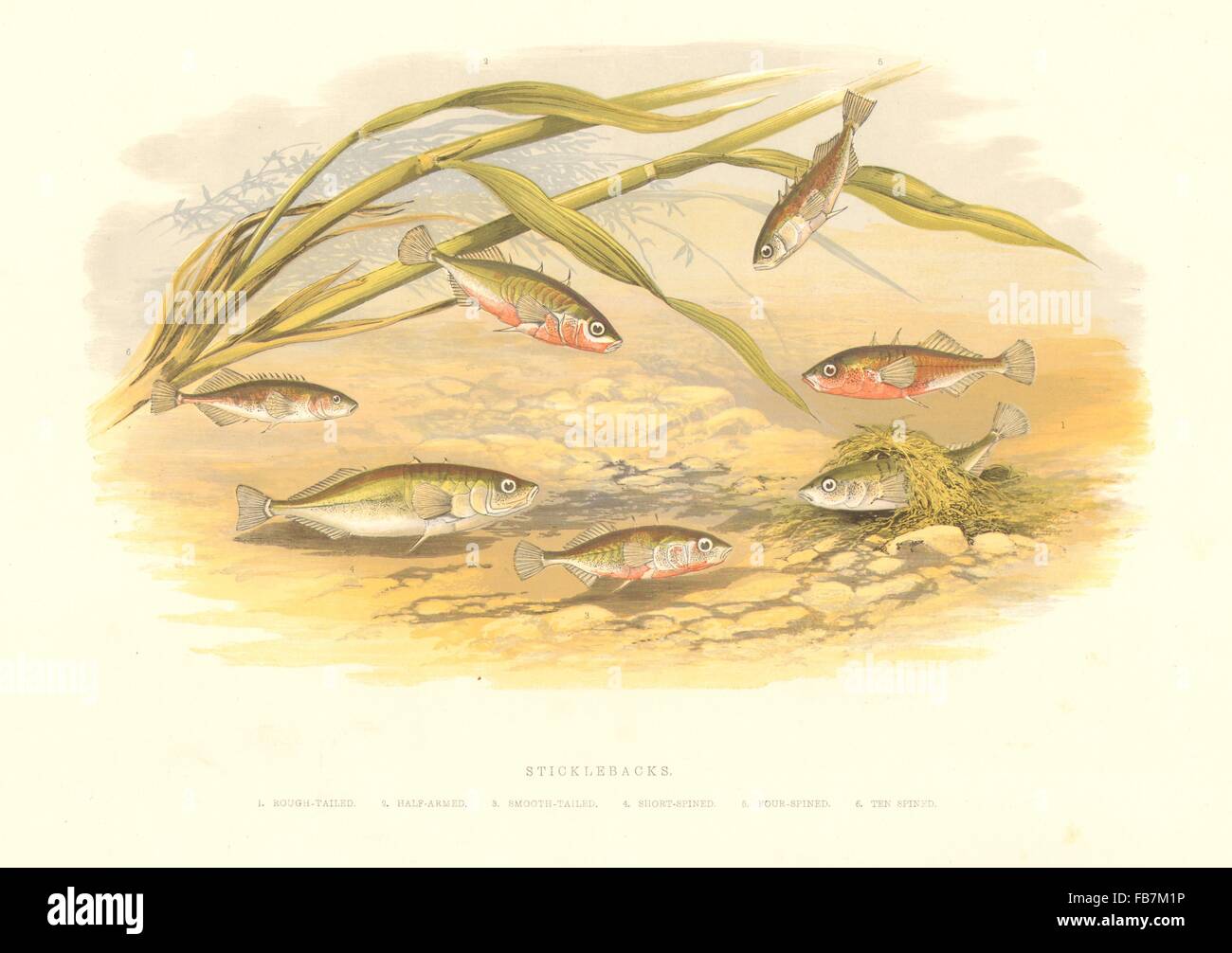 STICKLEBACKS: Rough,smooth-tailed;Half-Armed;Short,4,10 Spined-Houghton, 1879 Stock Photo