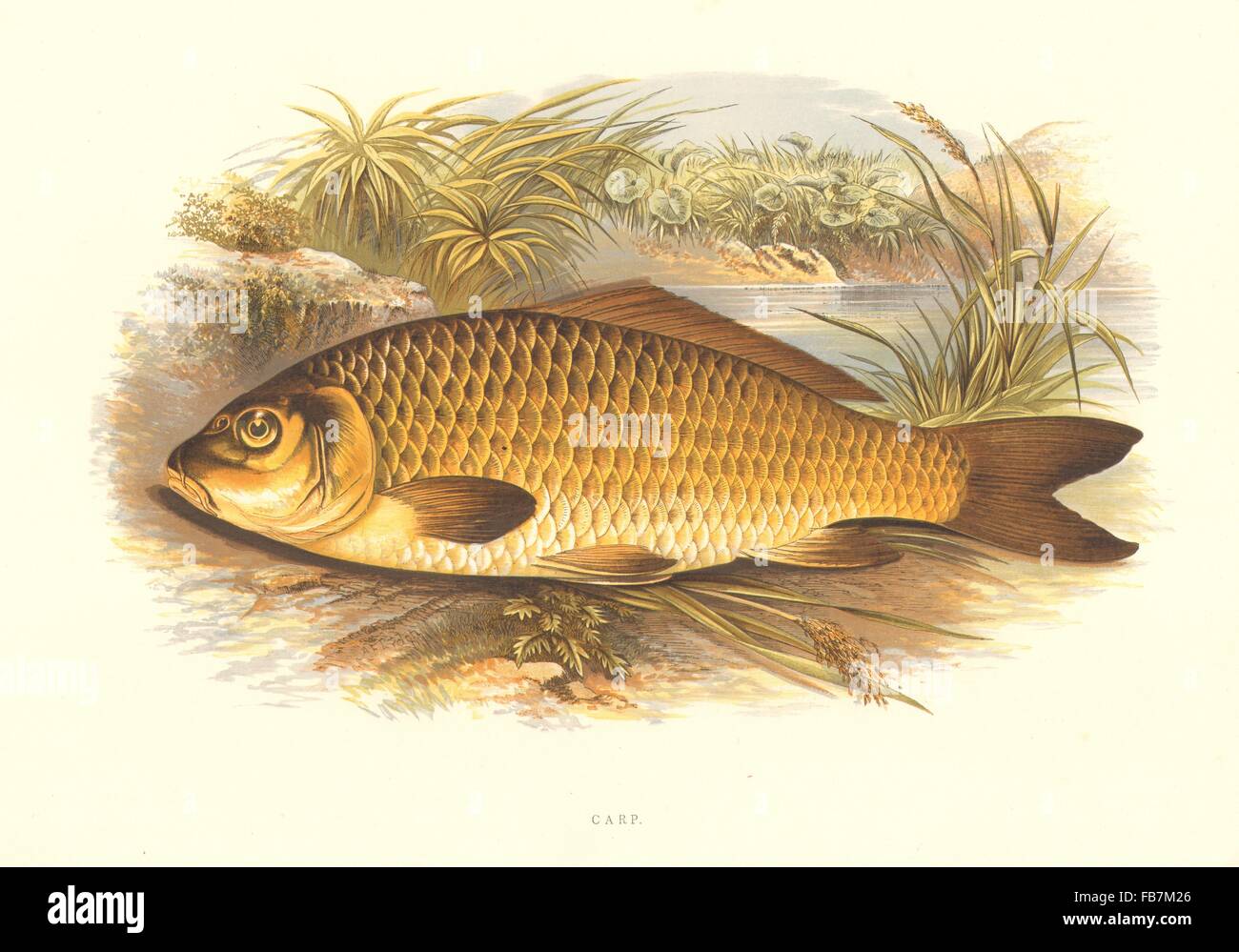 FRESHWATER FISH: Carp (Cyprinus carpio) - Houghton / Lydon, antique print 1879 Stock Photo