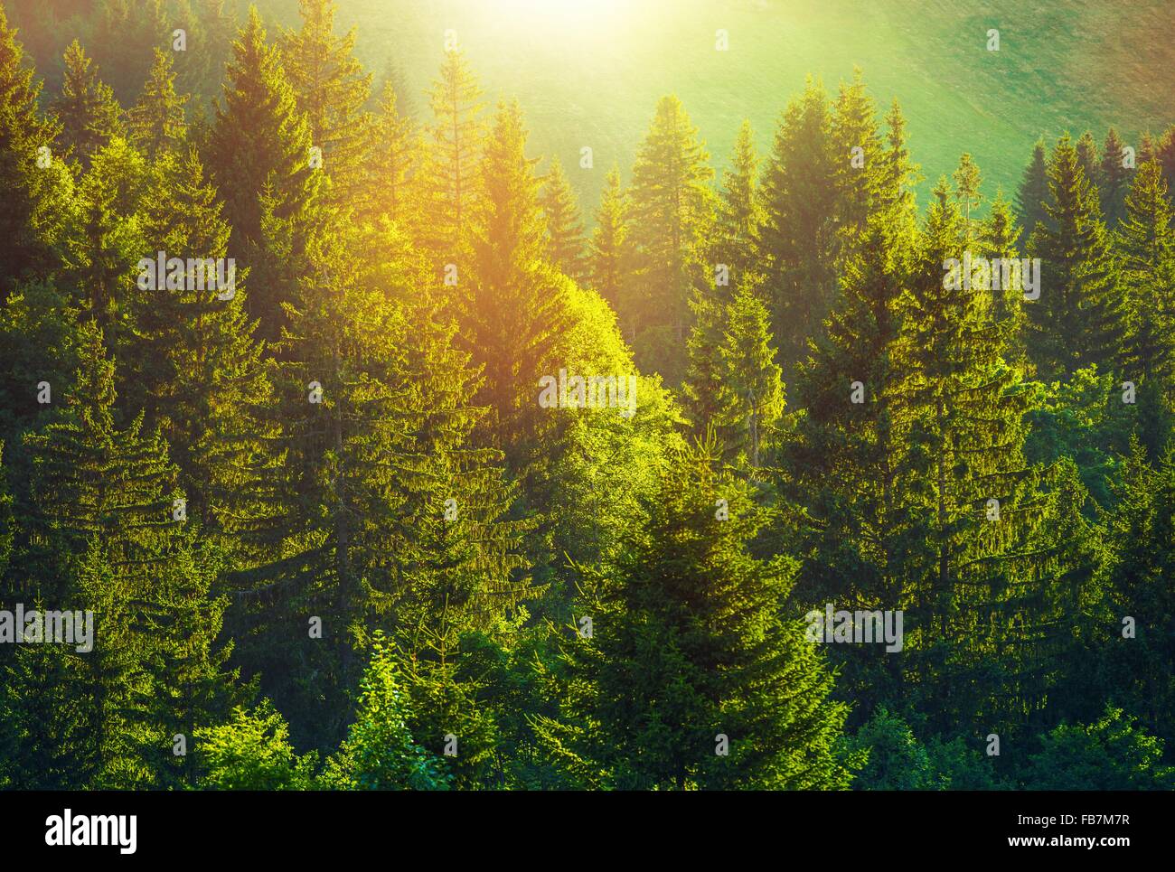 Summer in the Alpine Forest. Wonderful Day Full of Sun and Scenic Spruce Forest. Stock Photo