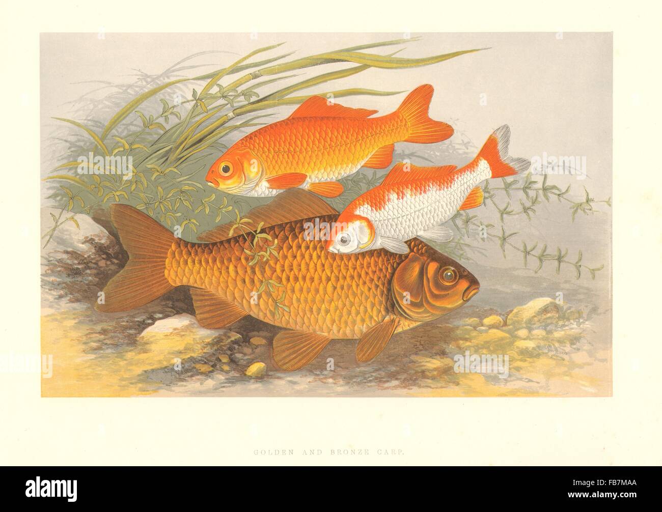 FRESHWATER FISH: Golden & Bronze Carp (Carassius auratus)-Houghton/Lydon, 1879 Stock Photo