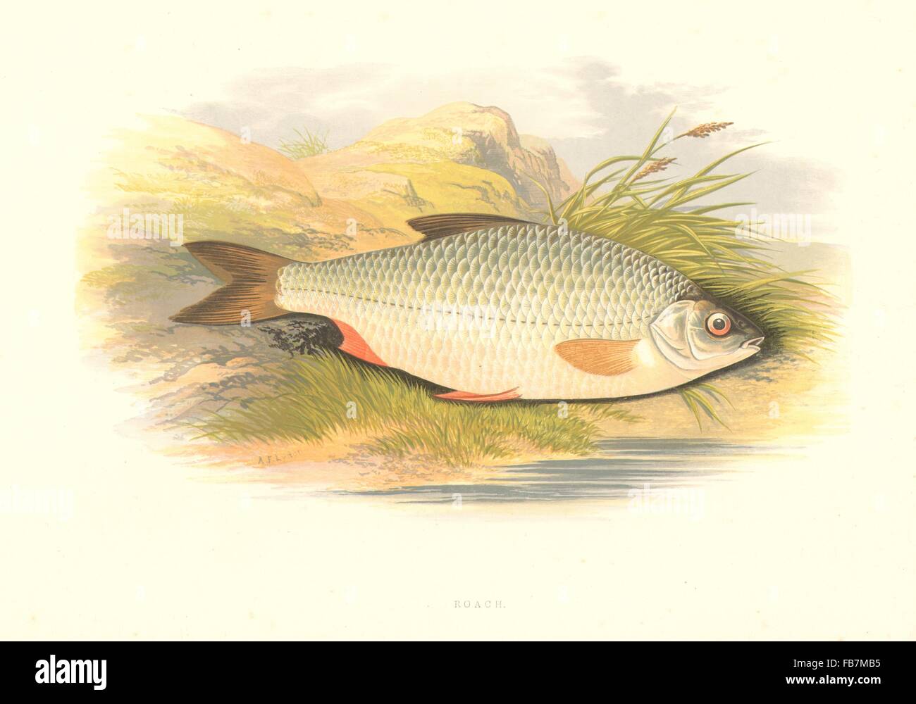 FRESHWATER FISH: Roach (Leuciscus rutilus) - Houghton / Lydon, old print 1879 Stock Photo