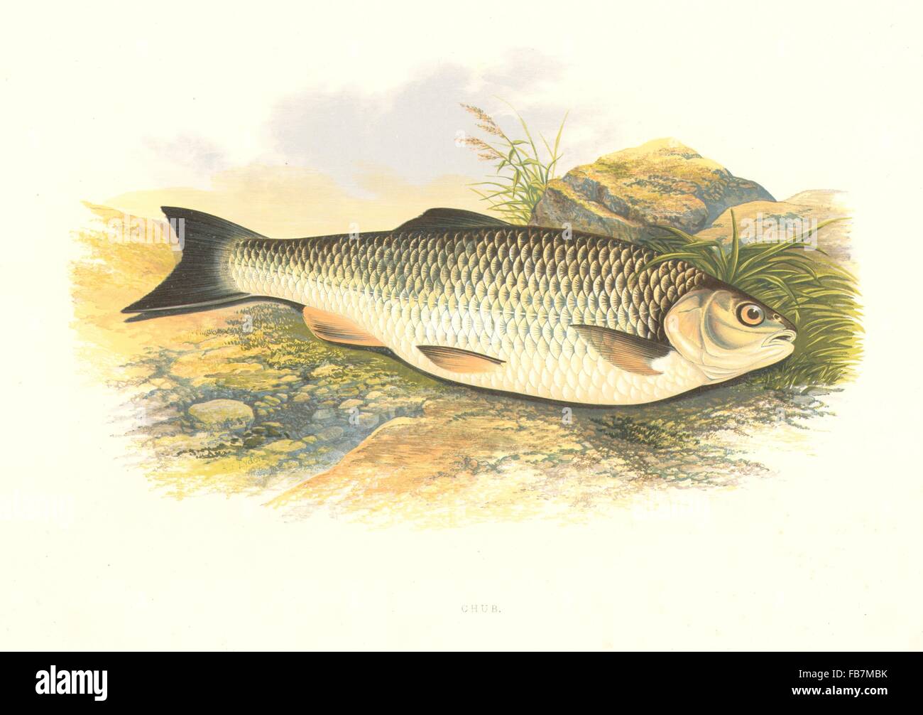 FRESHWATER FISH: Chub (Leuciscus cephalus) - Houghton / Lydon, old print 1879 Stock Photo