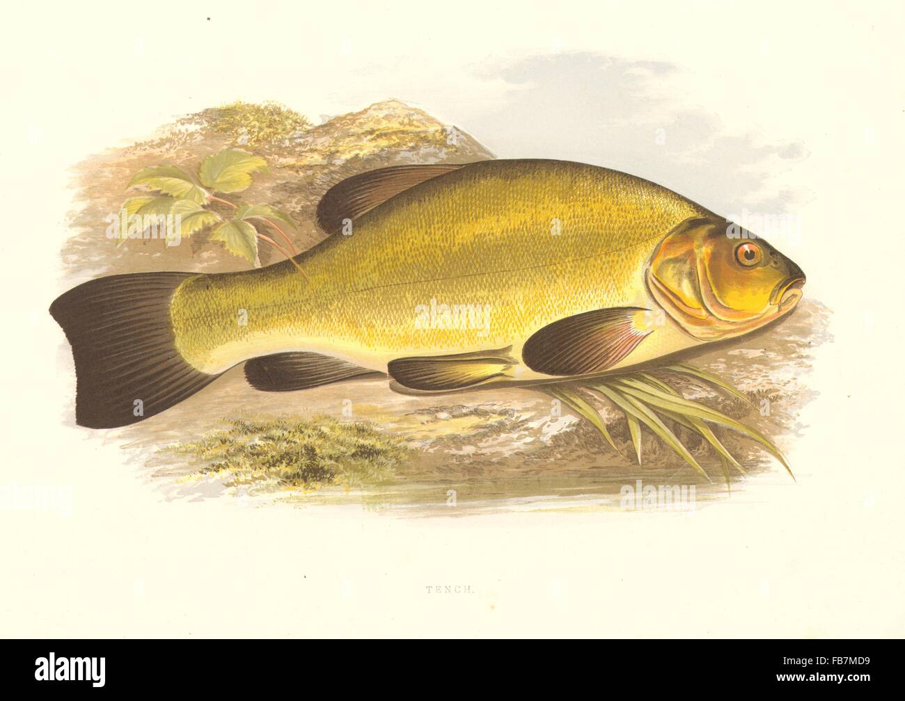 FRESHWATER FISH: Tench (Tinca vulgaris) - Houghton / Lydon, antique print 1879 Stock Photo