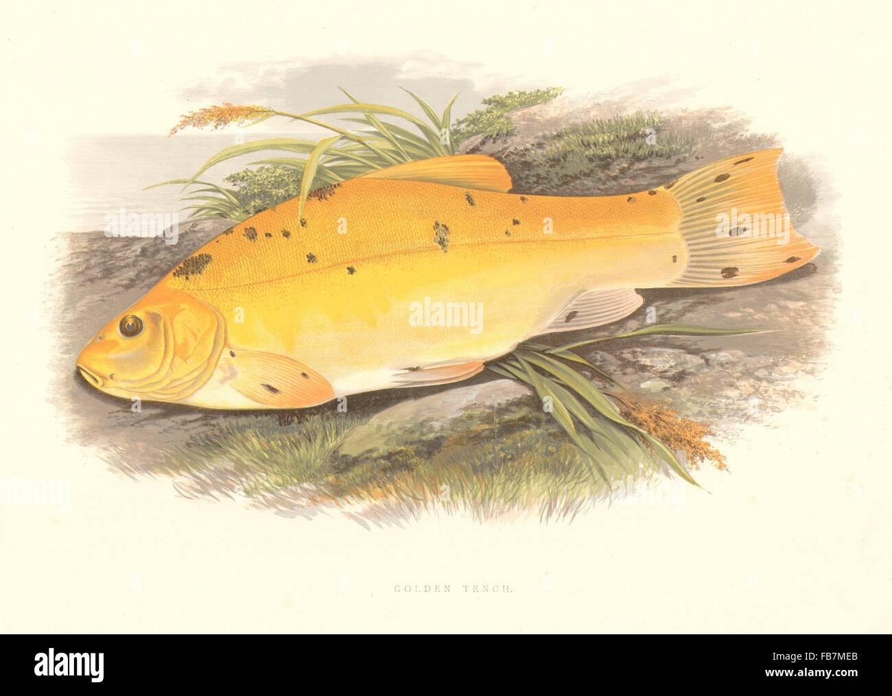 FRESHWATER FISH: Golden Tench (Tinca vulgaris Var) - Houghton / Lydon, 1879 Stock Photo