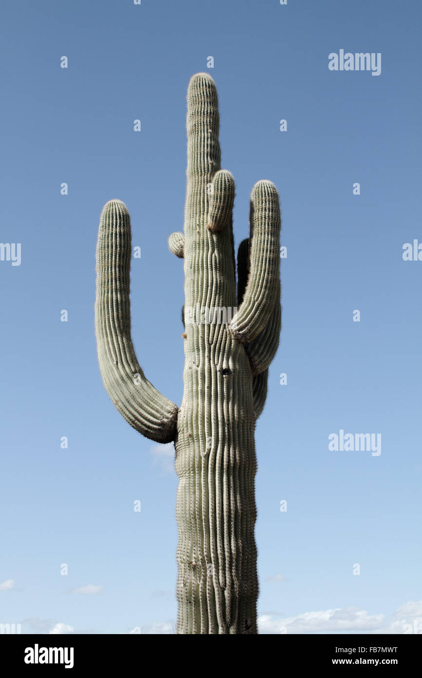 A Saguaro Cactus pictured in the Arizona desert. photo by Trevor Collens Stock Photo