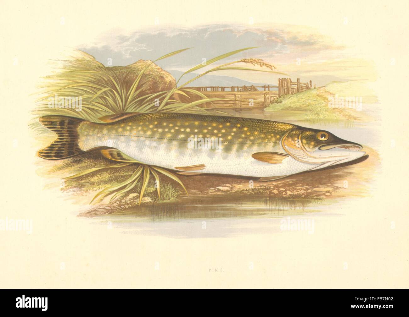FRESHWATER FISH: Pike (Esox lucius) - Houghton / Lydon, antique print 1879 Stock Photo