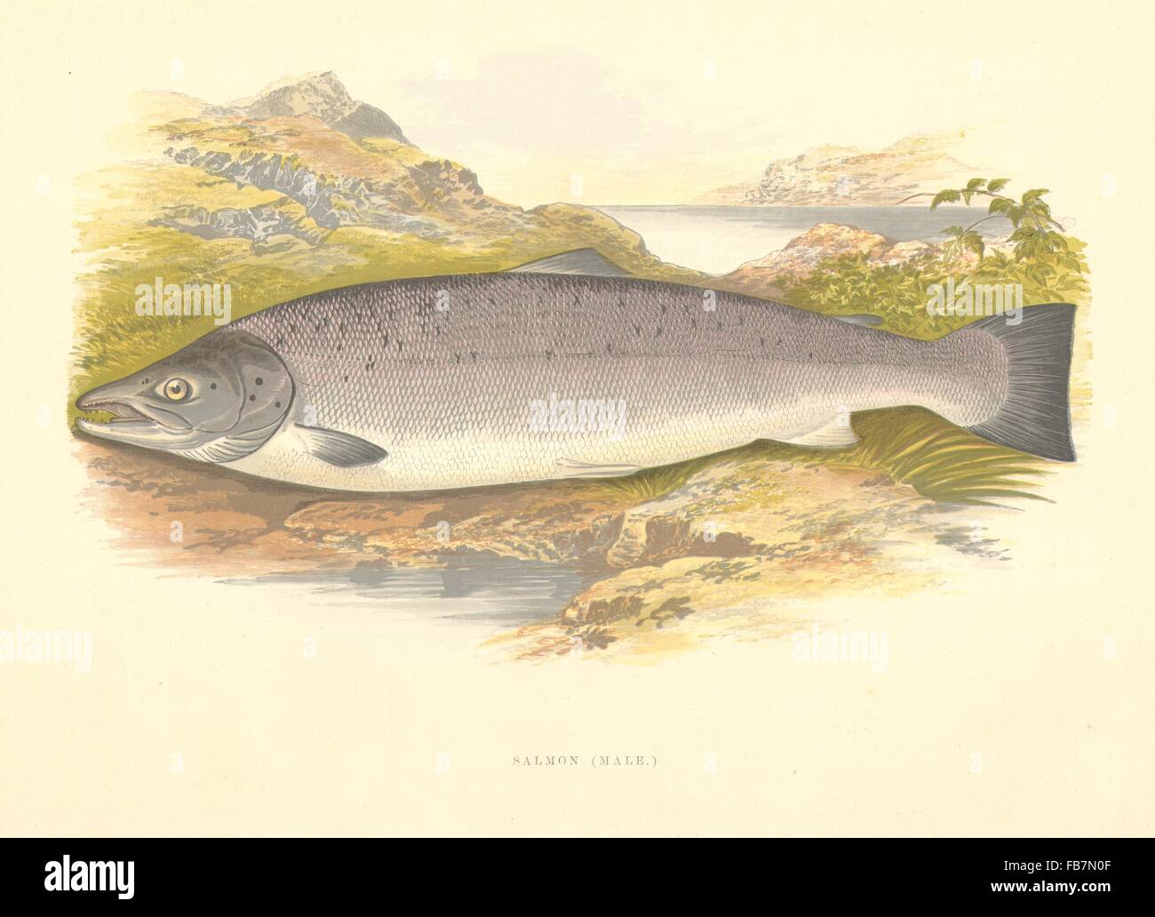 FRESHWATER FISH: Salmon (Male) (Salmo salar) - Houghton / Lydon, print 1879 Stock Photo