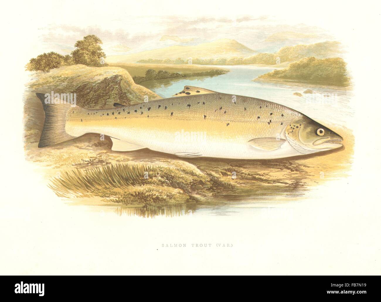 FRESHWATER FISH: Salmon Trout (Var) (Salmo trutta) - Houghton / Lydon, 1879 Stock Photo